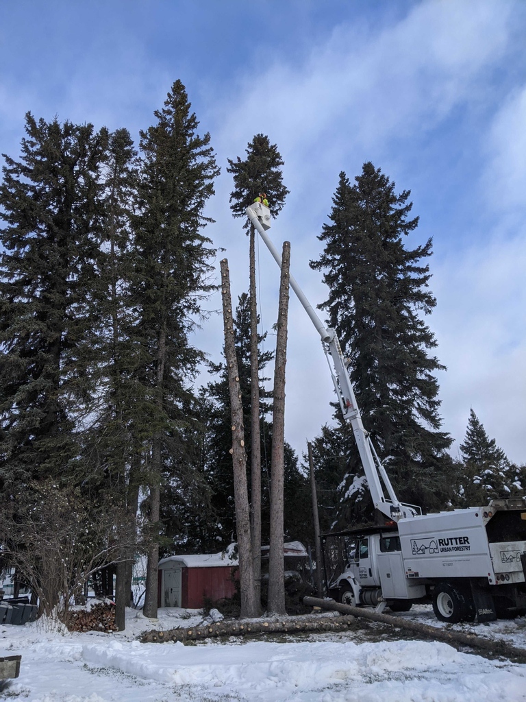 vincerutter's tweet photo. Longlac trees make our bucket truck look tiny!
#treebiz #arblife
#tbay
#thunderbayontario https://t.co/NJMYVuZ4bx