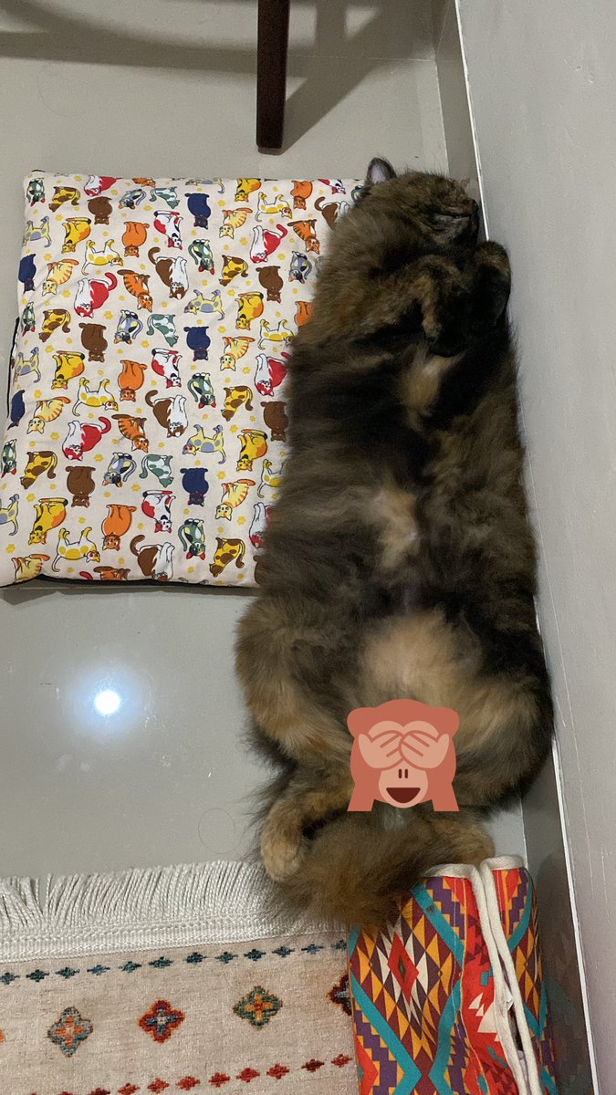 sitikomari's tweet photo. @yourpetsfess Kalau punyaku kebalik kak, ngangkang2 ke atas 😶 https://t.co/a6NfgG2cgt