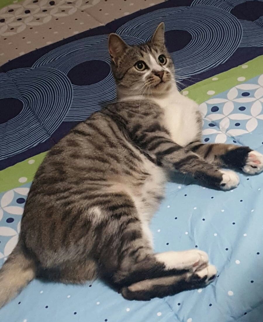 nalsignn's tweet photo. Samsun acil. Evde bebek doğduğu için 6 yıl sonra balkona atılmış Aslında sokağa bırakılacakmış, şu an için balkonda tutuluyormuş sanırım. 6 yaşında, kısır, erkek. Bunca yıl sonra, bu soğukta sokakta ne yapar? Acilen yuva bulması gerekiyor. Lütfen paylaşın.
İletişim: 0537 922 7910 https://t.co/ed17d18n0X