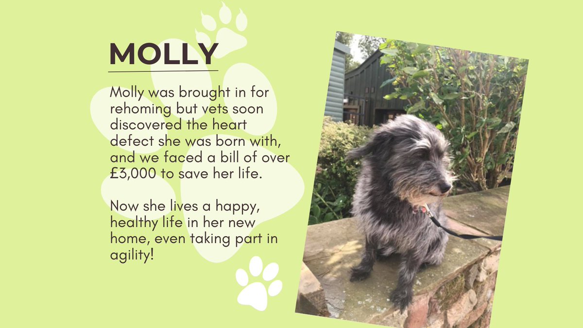 EdenRescue's tweet photo. This #ChristmasChallenge21 we're raising funds for vet bills. Your support will help us to help more animals like Molly. Visit https://t.co/0eM5RgPOae. Search for Eden Animal Rescue. The first £2,500 will be doubled. One Donation, twice the Impact! #dogsoftwitter #AdoptDontShop https://t.co/TtdwIj4IHR
