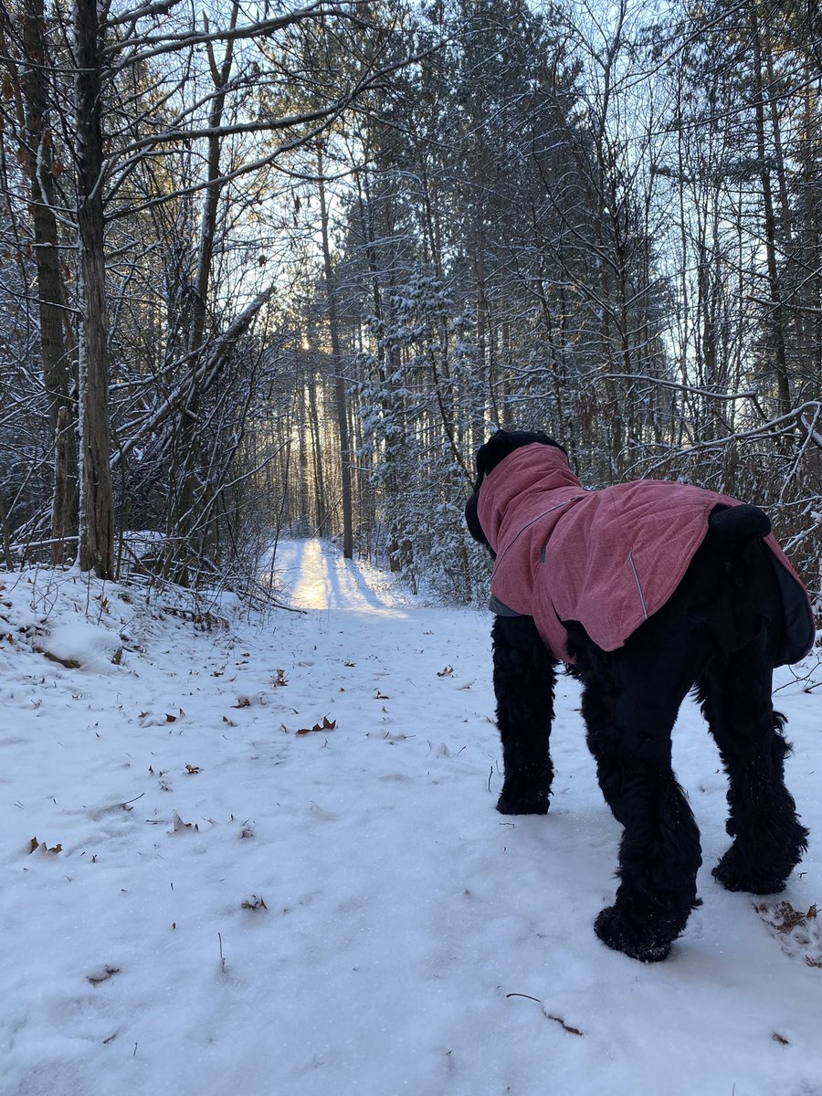 bradhopper14's tweet photo. -10degC the morning hike after some fresh snow… great walk leads to an even greater nap @MurphTWN @LochlinCross @ItsDeanBlundell @GiantSchnauzers #offloaddelay #mentaltherapy #giantschnauzer https://t.co/RPRgRGnwRg
