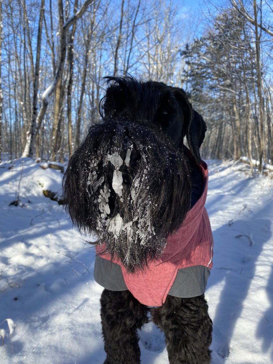 bradhopper14's tweet photo. -10degC the morning hike after some fresh snow… great walk leads to an even greater nap @MurphTWN @LochlinCross @ItsDeanBlundell @GiantSchnauzers #offloaddelay #mentaltherapy #giantschnauzer https://t.co/RPRgRGnwRg