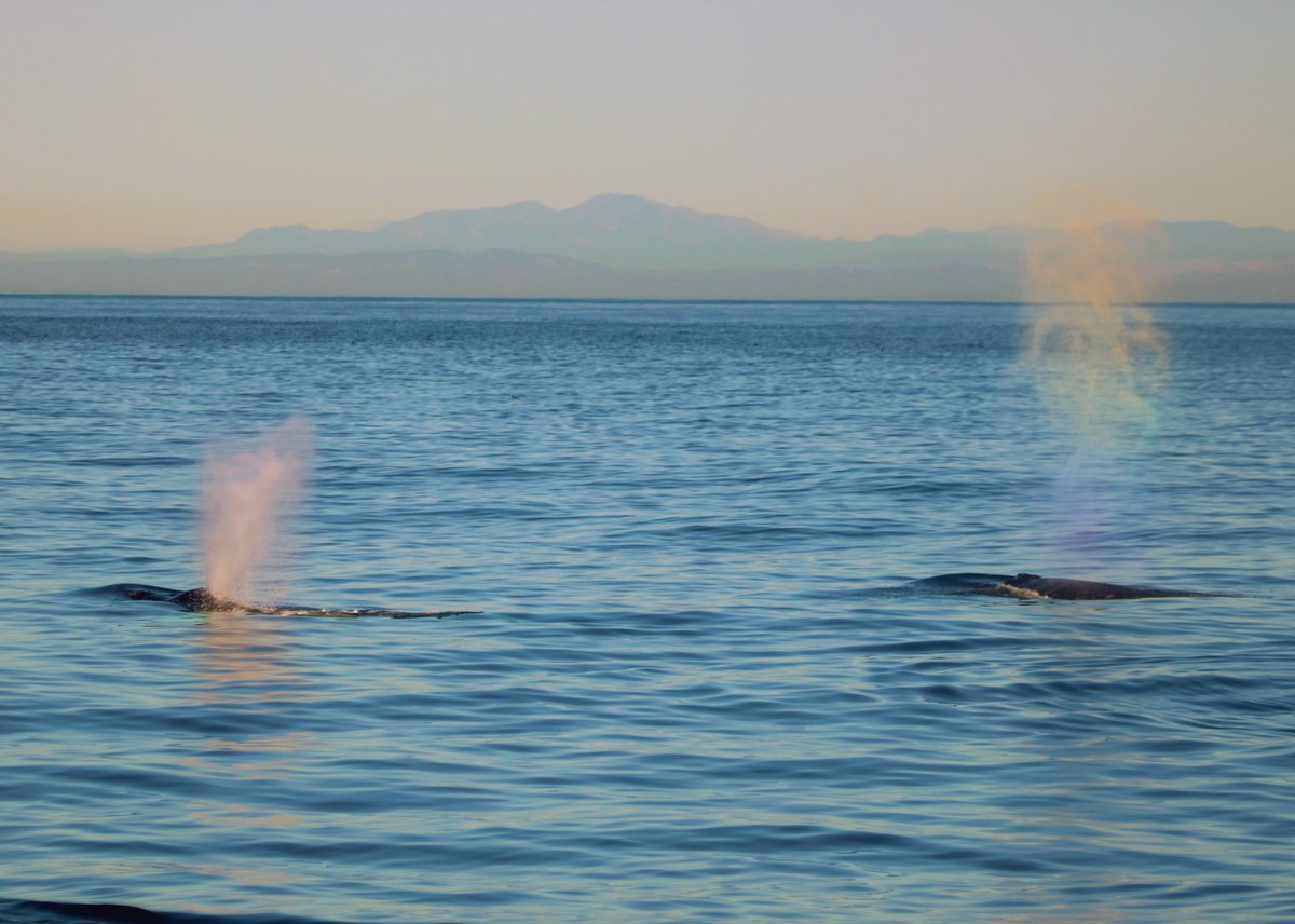 SDWhaleWatch's tweet photo. Have you ever seen a rainblow? During this encounter we found two Humpbacks following some Common dolphins. The whales synchronized their breaths and a perfect rainbow appeared in their spouts!

📷Naturalist Vanessa

#sdwhalewatch #humpback #whales #rainbow #spout #pacific #ocean https://t.co/ihvGZ8foIq