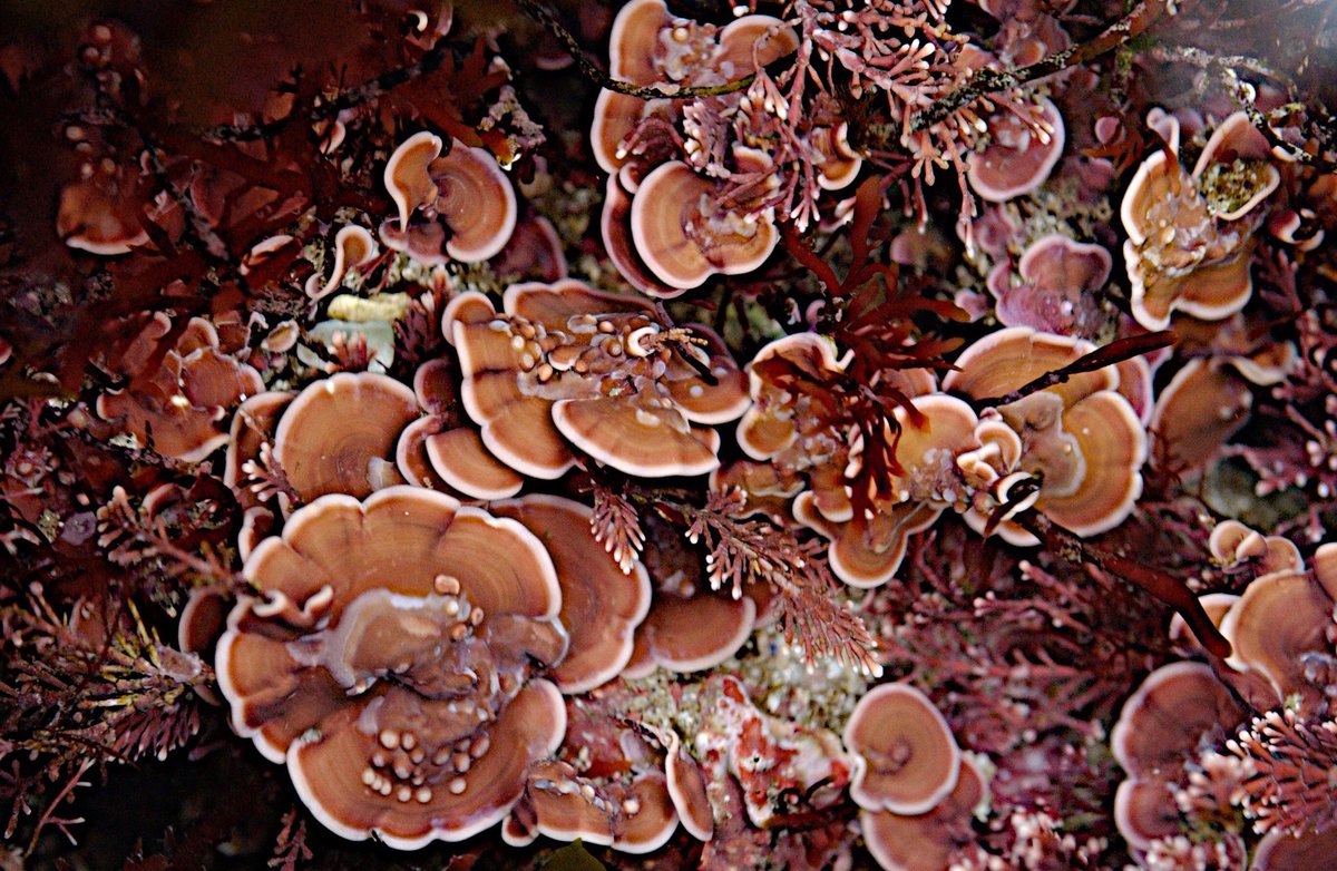 AlgaeBase's tweet photo. #Mesophyllum lichenoides a coralline #seaweed only found growing on #Corallina officinalis in the NE #Atlantic . https://t.co/KWtS1gKIyj https://t.co/OUkdeg6H8f