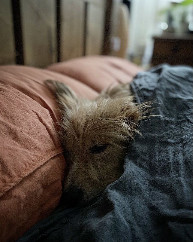 Ben_garrod's tweet photo. My Jack beautifully encapsulating my approach to the week ahead, this morning.
He’s taken on doing this on cold mornings. Am surprisingly proud of him.
#OldDogNewTricks #MondayMotivation #NotReadyToAdult https://t.co/EWcWNGuFG7
