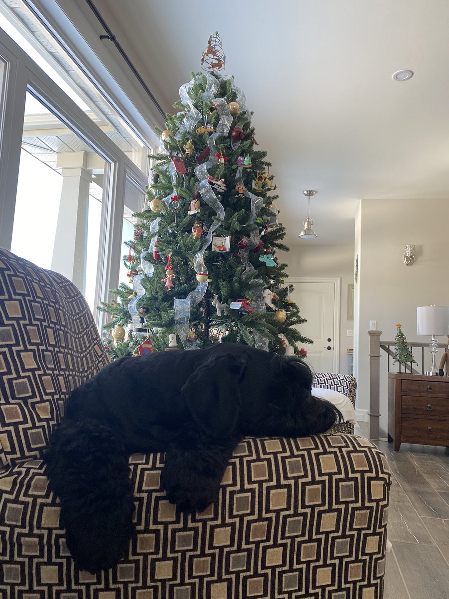 bradhopper14's tweet photo. …. And there’s the nap part @MurphTWN @LochlinCross @ItsDeanBlundell @GiantSchnauzers #offloaddelay #mentaltherapy #giantschnauzer https://t.co/iDwQW8DL1W