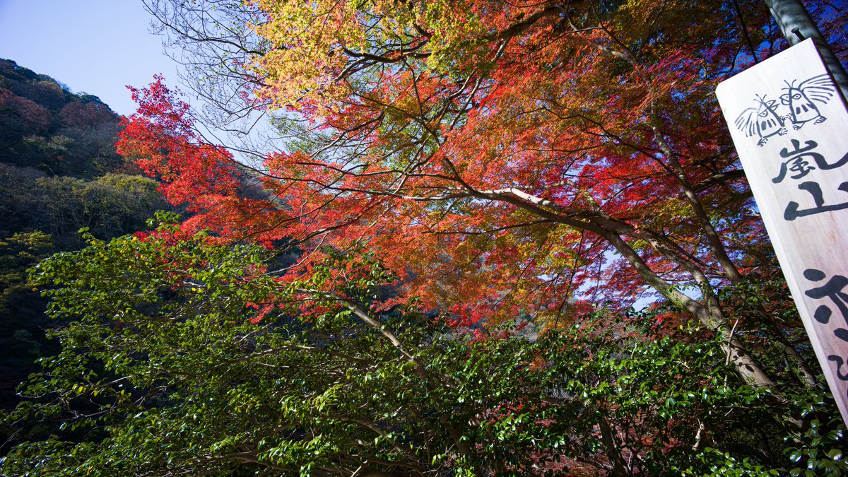 Jun_ichi_Uchida's tweet photo. 2021年、京都の紅葉
嵐山 亀山公園
撮影日 : 2021年11月26日
カメラ : HASSELBLAD X1D
レンズ : Voigtlander NOKTON 21mm f1.4 aspherical vm + Fotodiox mount adapter
#京都 #紅葉 #嵐山 #亀山公園 #ハッセルブラッド #hasselblad #X1D #フォクトレンダー #voigtlander #nokton #fotodiox https://t.co/Ct0Qki9dFL