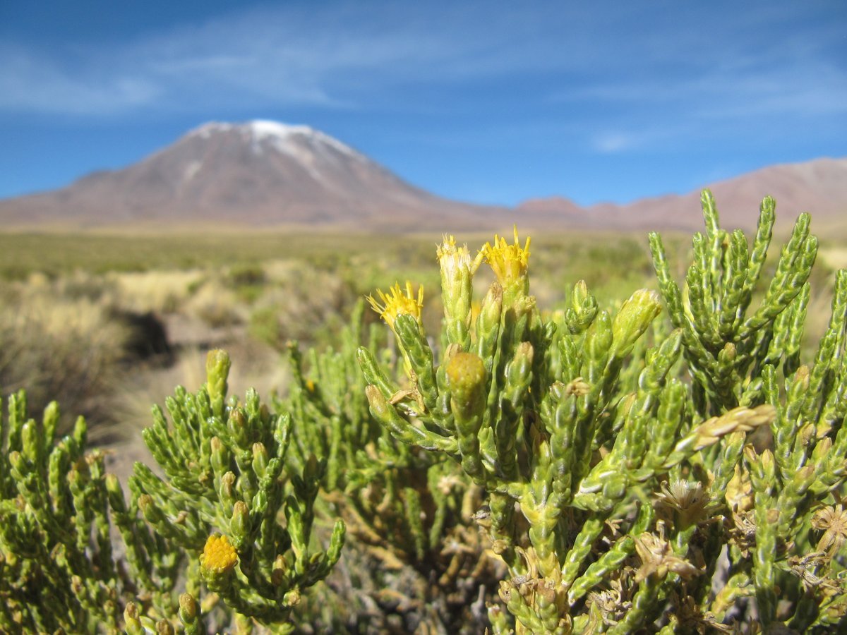 Una "mina de oro genética" en el desierto de Atacama uc.cl/academia-en-lo… a través de <a href="/ucatolica/">Universidad Católica</a>  <a href="/iBioChile/">Instituto Milenio de Biología Integrativa 🌱</a>