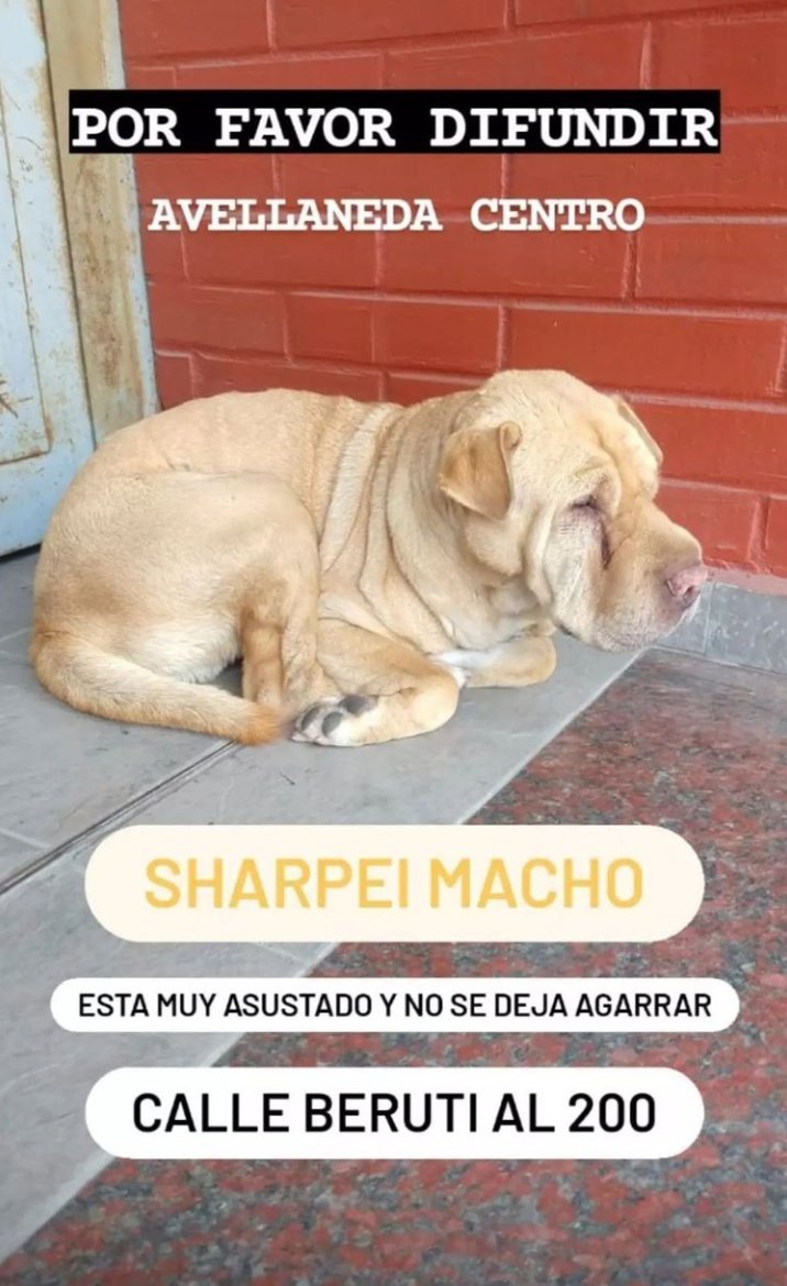 AldanaLione's tweet photo. difundan por favor https://t.co/SJoZy9zorb