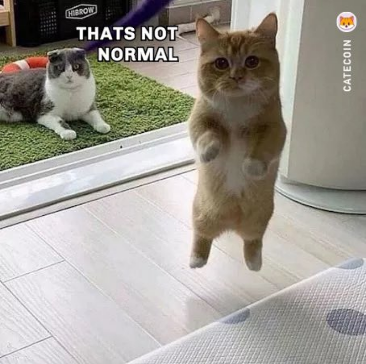 catecoin's tweet photo. CATECOIN is an extreme outlier:
- Small cap among big caps
- Only CAT among hordes of dogs
- Meme coin with multiple utilities
- Most active, passionate community in crypto!

This is not normal!!!

#catecoin #100x #meowmonday https://t.co/K6Ro8wuAk6
