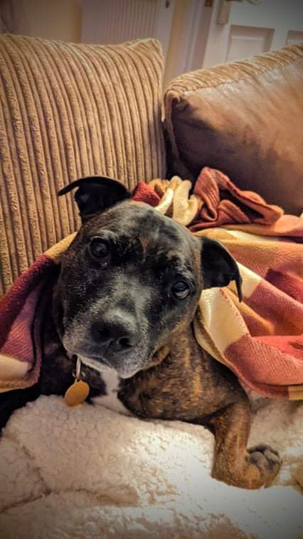 red_ridgeback's tweet photo. @Dogs4Rescue Staffies sure love a blankie as my Archi demonstrates 💙 Skip 💜 https://t.co/gWJr6HOfiM