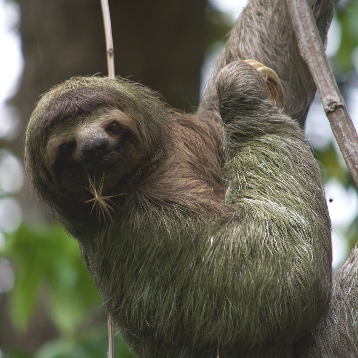 CostSaverTours's tweet photo. Did you know there are 500,000 species of animals and plants in Costa Rica? 🌱 

Here are 4 famous creatures you might meet on our Costa Rica tour👇 

White-faced monkeys 🐒 
Toucans 🐦
Sloths 🦥
Iguanas 🦎

Click the link 👉  https://t.co/9Kjmv6LPo0🇨🇷  to discover more #csmyway https://t.co/Pomt7f28RM