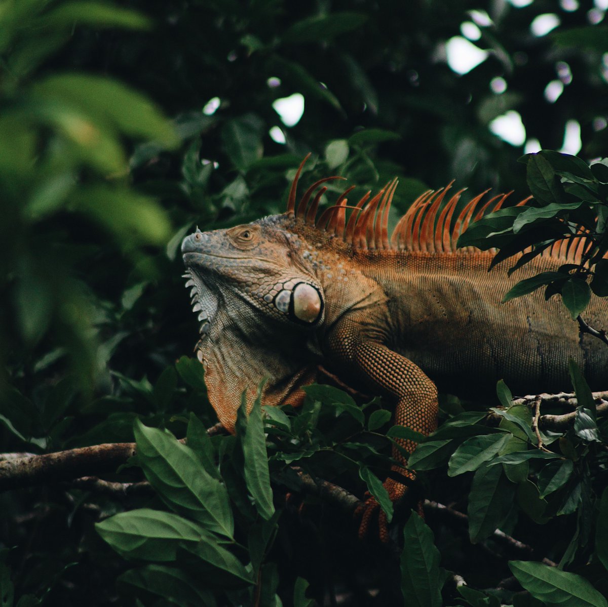 Did you know there are 500,000 species of animals and plants in Costa Rica? 🌱 

Here are 4 famous creatures you might meet on our Costa Rica tour👇 

White-faced monkeys 🐒 
Toucans 🐦
Sloths 🦥
Iguanas 🦎

Click the link 👉  bit.ly/3I2jk9Y🇨🇷  to discover more #csmyway