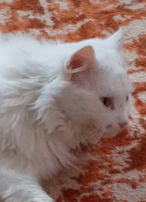 Wiedzh5's tweet photo. He has scars on his face, after a fight with someone else's cat, he is funny https://t.co/nfdlKcNU6U