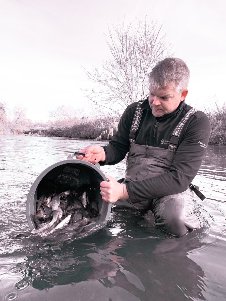 OuseEcologyEA's tweet photo. We’ve been out stocking more than 1000 barbel into the river #Ivel in #Bedfordshire today.
A massive thank you to @FishFarmEA for the additional 12 slightly larger fish with a blue dye mark on the belly, anglers please keep your eyes peeled.
@EnvAgencyAnglia
@BedsLive https://t.co/fz9YBqA5U4