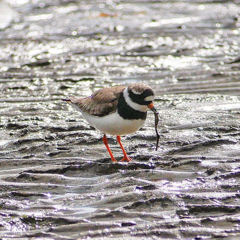 ForShorebirds's tweet image. Mud - one of the most valuable habitats for shorebirds on the #NorthumberlandCoast. But why is mud so good for waders? In our latest blog, we talk about all things mud, and why muddy habitats support such a high diversity of life 🪱🐥

#spaceforshorebirds 
spaceforshorebirds.co.uk/blog/why-is-mu…