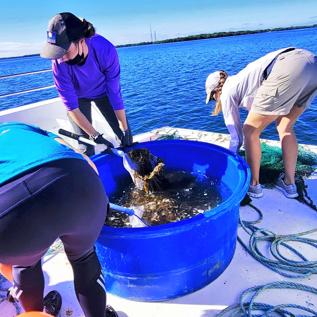 teach_me24's tweet image. Such a fun day today with the @HillsboroughIB junior class at Tampa Bay Watch, learning about our local estuary habitats! #tkscience #tkbio