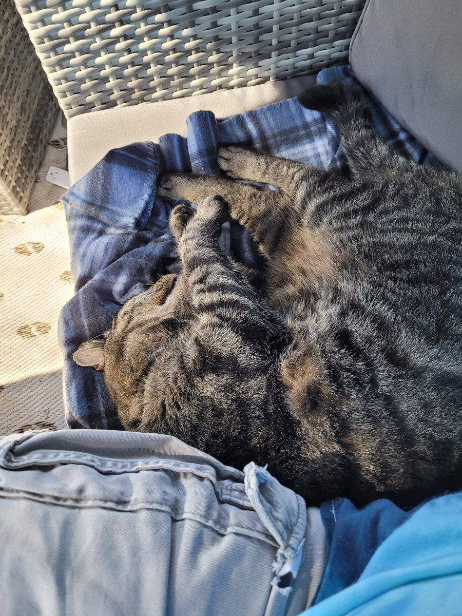 seanbwrites's tweet photo. Study partner.
#emersonpopfic #amwriting #WritingLife #CatsOfTwitter https://t.co/RF1eOSisYM