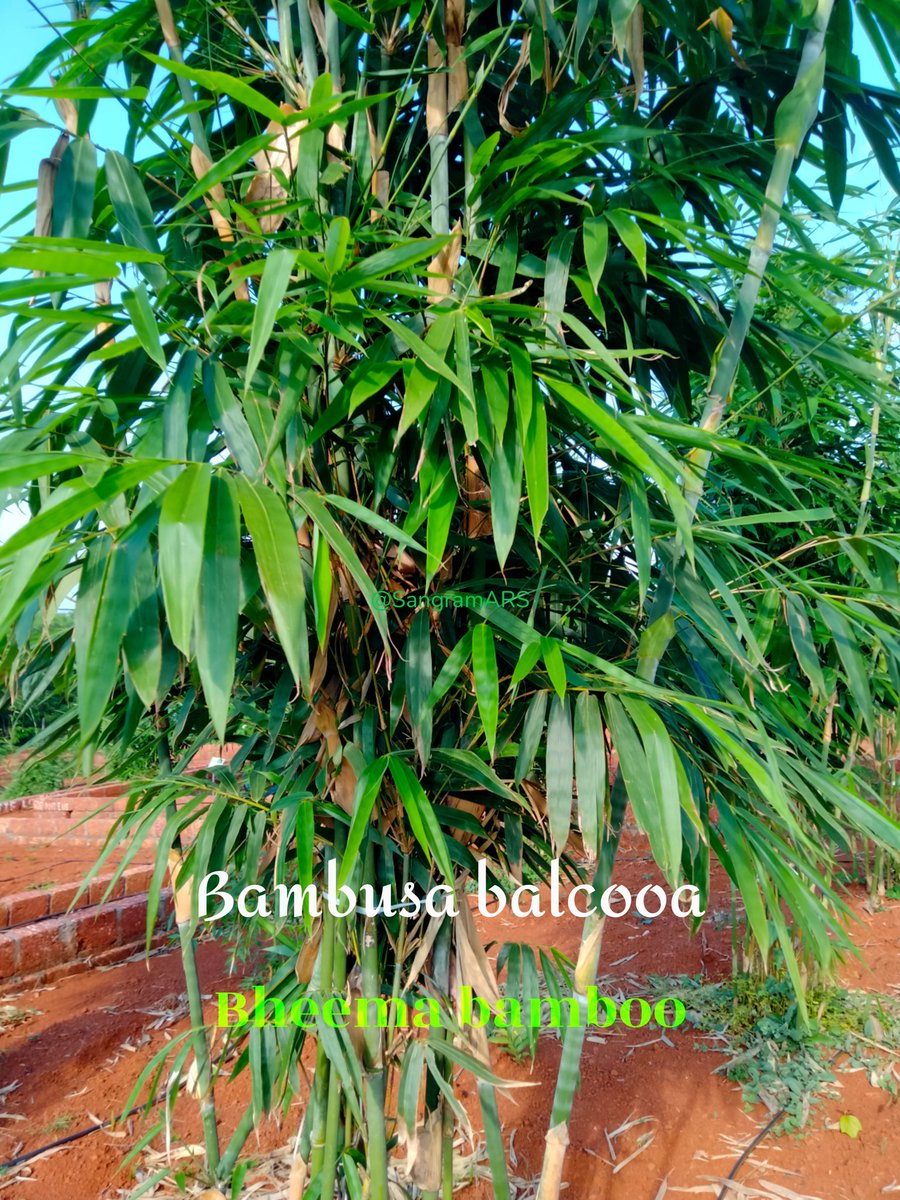 sangramARS's tweet photo. Bambusa balcooa endemic to #India, large thick-walled, densely tufted, sympodial #bamboo species with strong-branching &amp; thorn-like branchlets. It has long life-cycle of 55-60 years. It is widely planted at 5x5m and annually produces 15-20 tonnes of biomass per ha after 6 years. https://t.co/APZNes9OvW