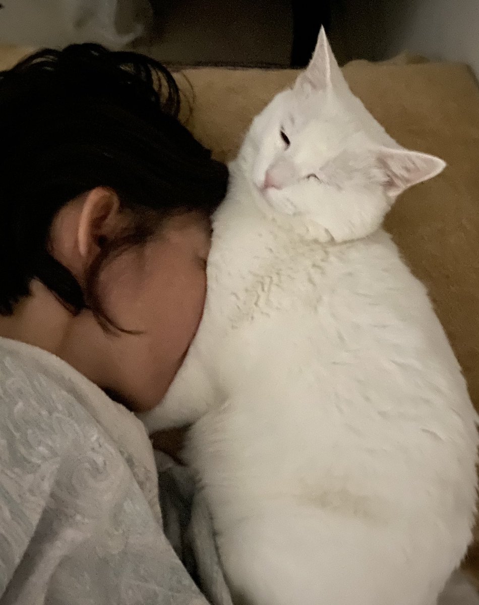 tofukitty/Animales on Twitter