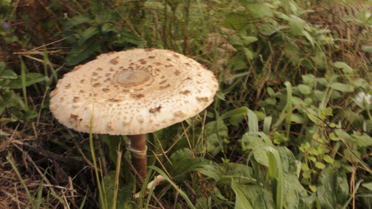 solnascente_eu's tweet photo. Parasol mushrooms are a staple of the fall season. They're delicious, grow reliably, and are one of the few edible mushrooms that can be grown on grass or pasture. https://t.co/2AyMugKGW6