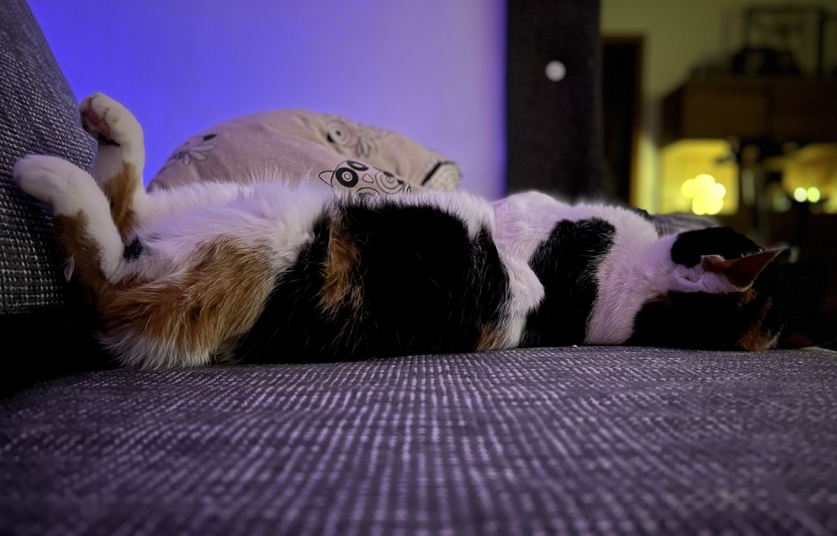 Sonuh's tweet photo. Katze müsste man sein. https://t.co/Hm0u5SriHv