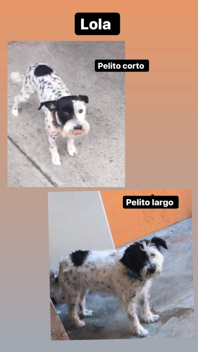 Adriana Niño de Rivera 🇺🇦🕊️☮️💙💛 (@pildorin) on Twitter photo Lunes 29 seguimos.buscando a Lola. Por favor RT. <a href="/marthapauescob2/">marthapauescobedo@gmail.com</a> <a href="/veronicaEM1502/">Veronica Escobedo</a> están muy tristes sin ella. Lunes 29 seguimos.buscando a Lola. Por favor RT. <a href="/marthapauescob2/">marthapauescobedo@gmail.com</a> <a href="/veronicaEM1502/">Veronica Escobedo</a> están muy tristes sin ella.