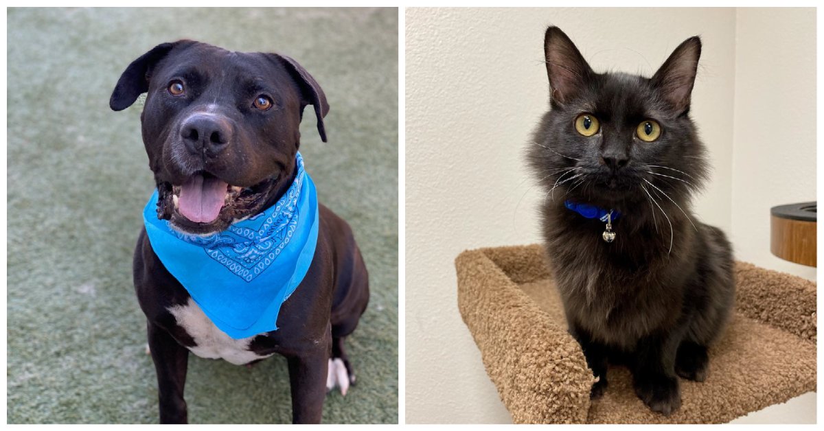 Our Pets of the Week are a gift! Meet Shadow &amp; Pipito.

spcaLA.com/adopt