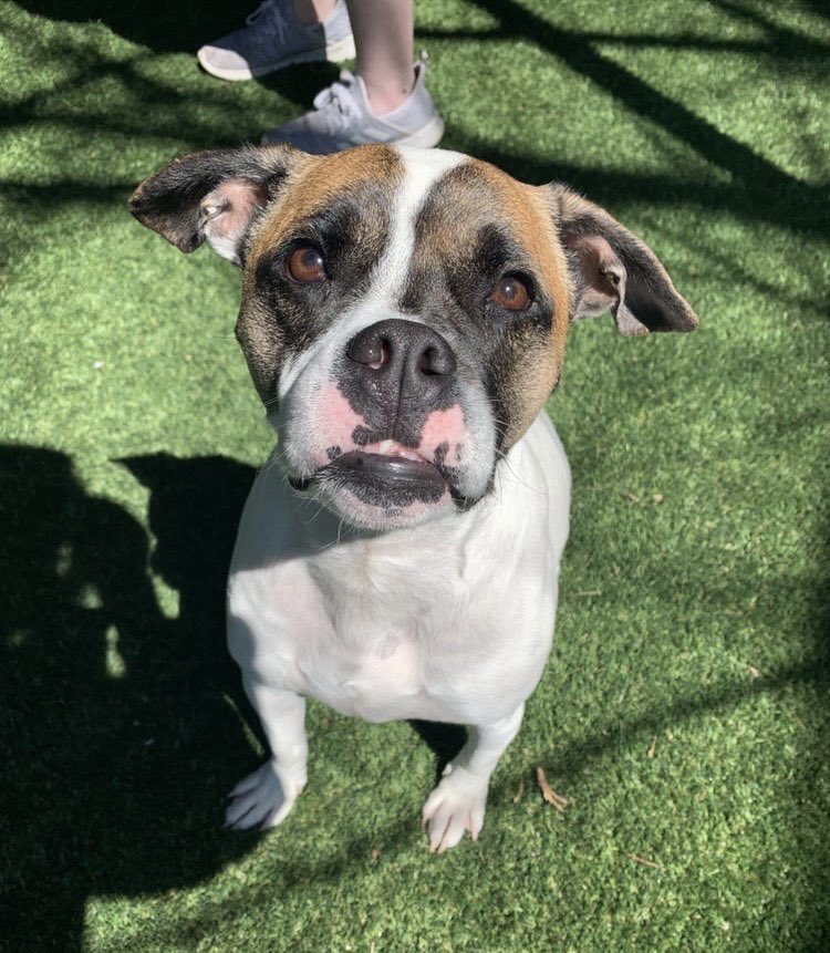 I would love to pet Willow. She is up for adoption through <a href="/AgapeRescue/">Agape Animal Rescue & Training Center</a> in Nashville. Willow has needed a home for almost 2 years and is very sad staying in a kennel. With people she knows she is snuggly, and wiggly. She knows her household manners and loves belly rubs.