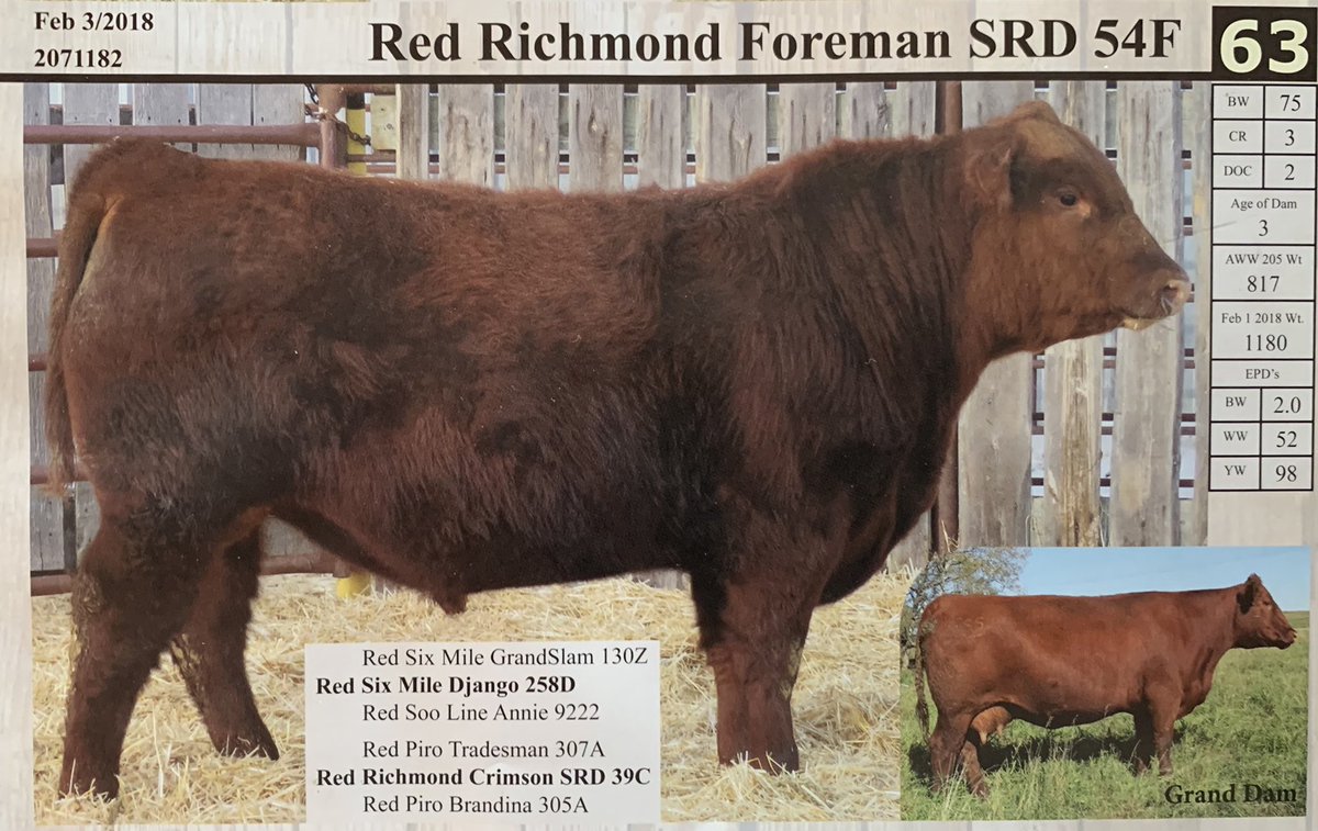 nelson_ranch's tweet photo. On behalf of Crooked Lakes Livestock and Grain (Tracy and Melanie Nelson), we are excited to offer:
16 Simmental x Angus bred heifers
Bred to Red Angus calving ease bulls
Exposed from June 10th to Aug 20th
$2250/head
DM or call Tracy @ (403)-321-1056, or Lowell @(403)-821-0245 https://t.co/aYYlsMdbZI