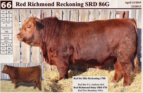 nelson_ranch's tweet photo. On behalf of Crooked Lakes Livestock and Grain (Tracy and Melanie Nelson), we are excited to offer:
16 Simmental x Angus bred heifers
Bred to Red Angus calving ease bulls
Exposed from June 10th to Aug 20th
$2250/head
DM or call Tracy @ (403)-321-1056, or Lowell @(403)-821-0245 https://t.co/aYYlsMdbZI