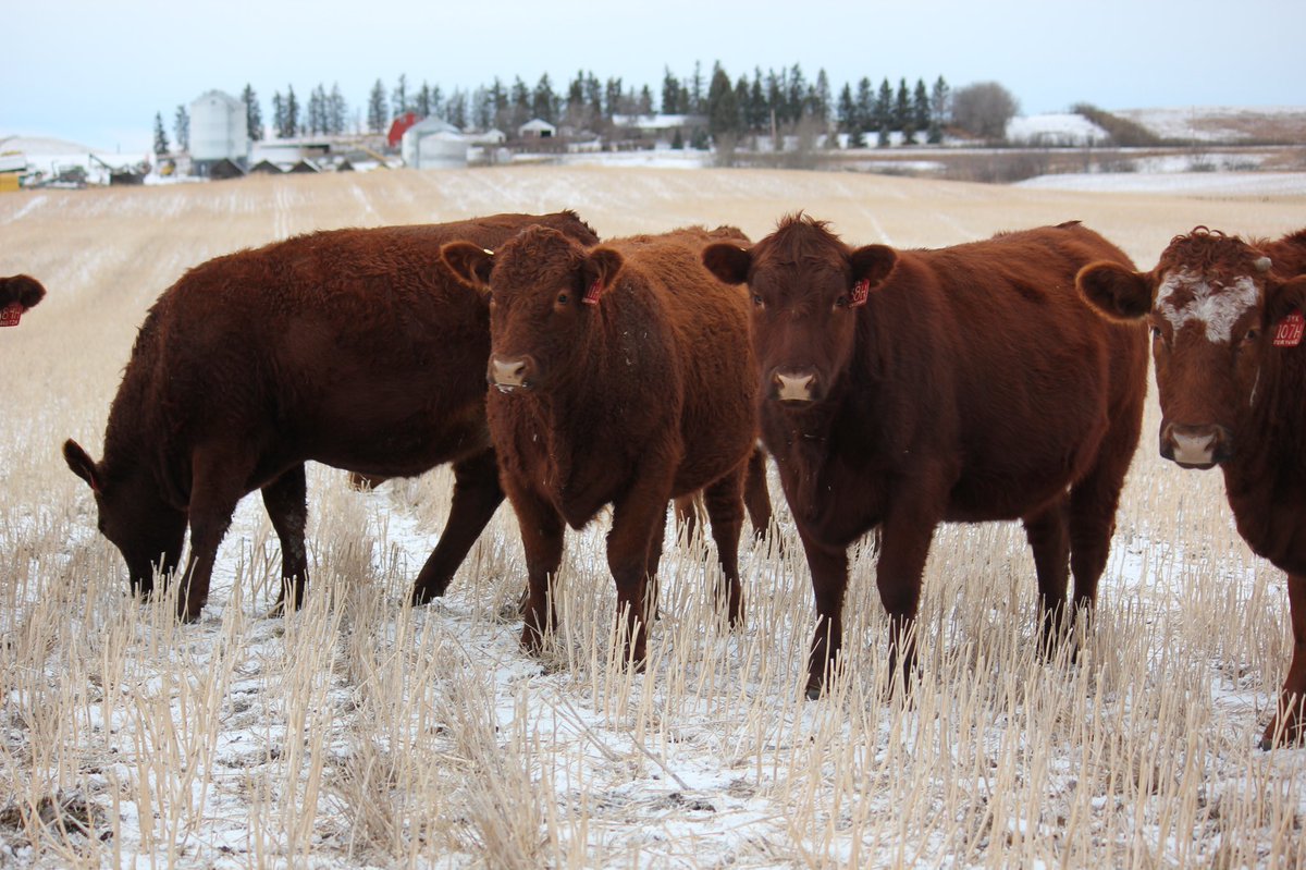 nelson_ranch's tweet photo. On behalf of Crooked Lakes Livestock and Grain (Tracy and Melanie Nelson), we are excited to offer:
16 Simmental x Angus bred heifers
Bred to Red Angus calving ease bulls
Exposed from June 10th to Aug 20th
$2250/head
DM or call Tracy @ (403)-321-1056, or Lowell @(403)-821-0245 https://t.co/aYYlsMdbZI