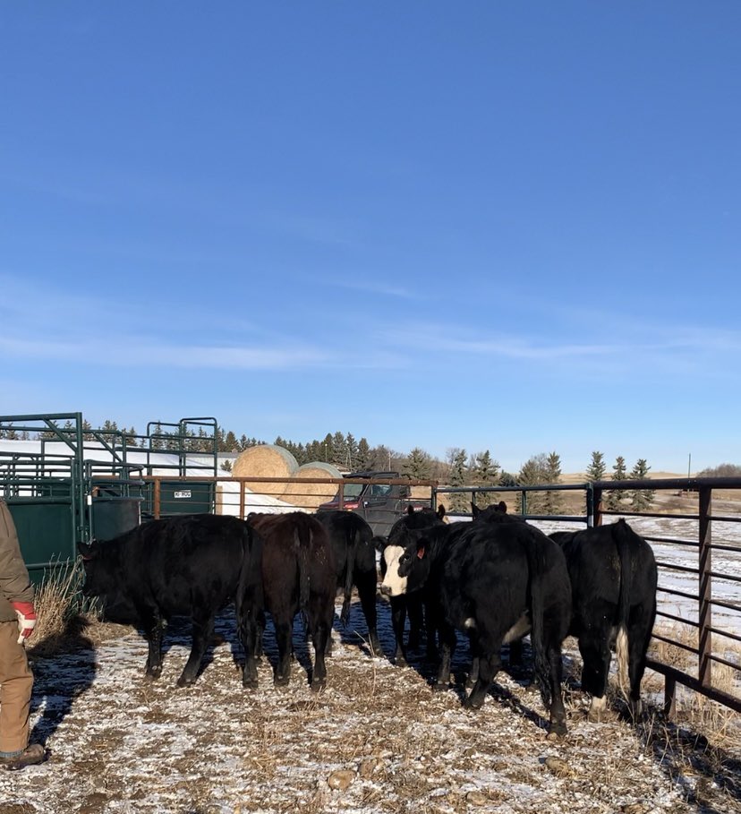 nelson_ranch's tweet photo. On behalf of Crooked Lakes Livestock and Grain (Tracy and Melanie Nelson), we are excited to offer:
16 Simmental x Angus bred heifers
Bred to Red Angus calving ease bulls
Exposed from June 10th to Aug 20th
$2250/head
DM or call Tracy @ (403)-321-1056, or Lowell @(403)-821-0245 https://t.co/aYYlsMdbZI