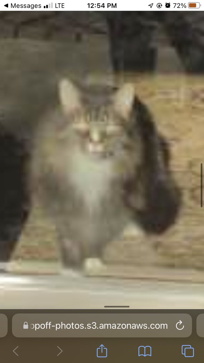galemtido's tweet photo. GUYS MY DOORDASHER TOOK A PIC OF MY FOOD BUT MY CAT WAS JUST STARING HER DOWN I CANT DEAL WITH THISNFKSGKSKGKSKKG https://t.co/M5UlZUBzMM