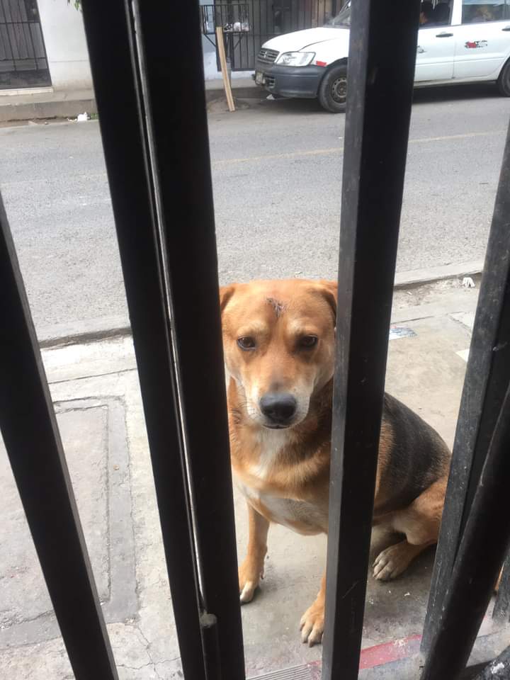 carlo_cc's tweet photo. Amigos, hace una semana ocurrió un trágico asesinato a una cambista llamada Rosario Suarez, muchos de ustedes habrán podido ver o escuchar sobre esta noticia. 
Bueno, les comento que la señora vivía en el tercer piso de mi vivienda, lo cual nos conmovió mucho a mi y a mi familia https://t.co/wxxJNNsyKt