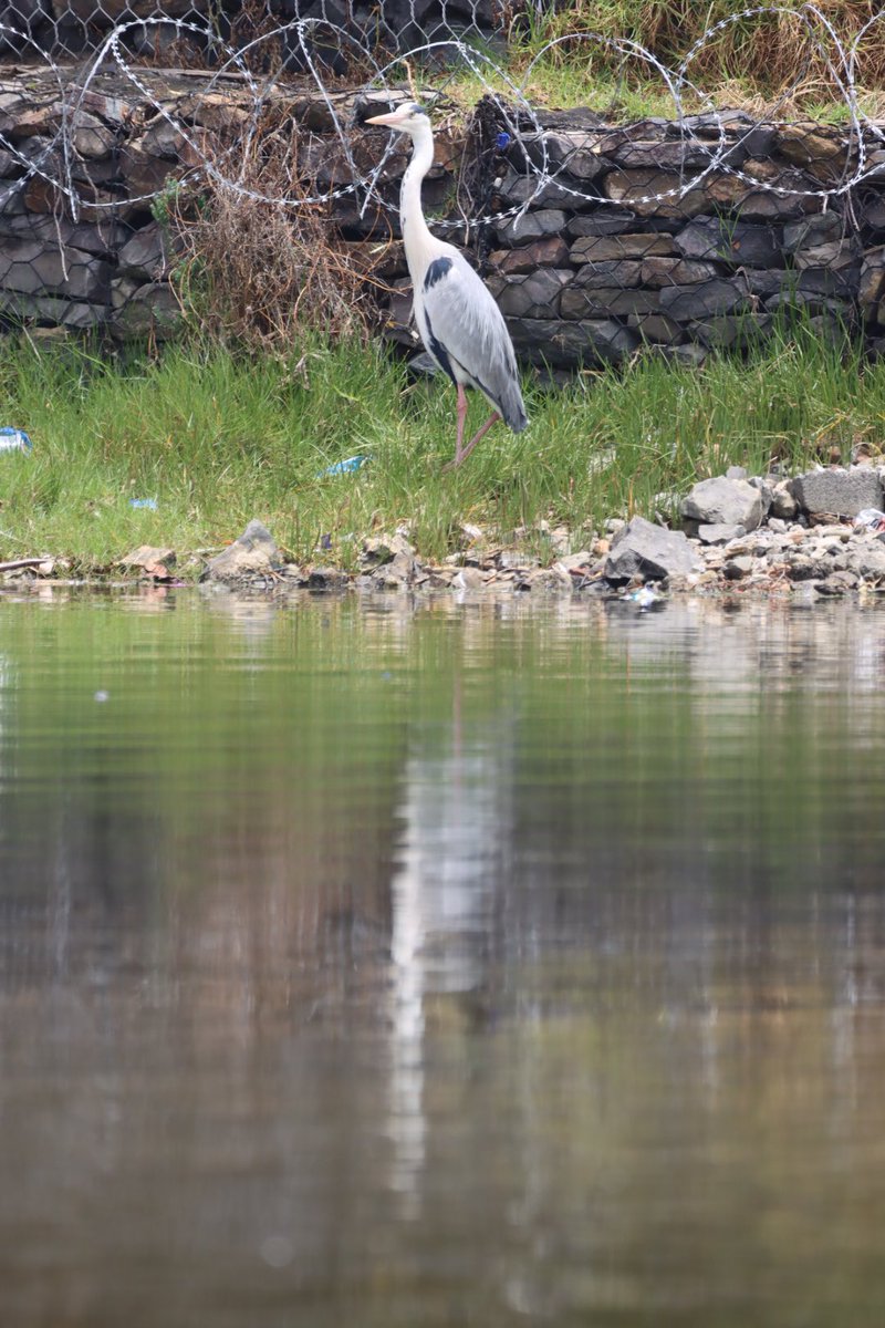 Cfengwong1960's tweet photo. Grey heron #birdwatcher #nature #friends #PictureOfTheDay #animal #earth beatiful
#arizona #woodpecker #wildlife#birds #birding #PostABird
#LockdownBirding #photography #BirdTwitter
#naturephotography #birdphotography #WeLoveSouthAfrica #SouthAfrica https://t.co/GDr6M2htrO