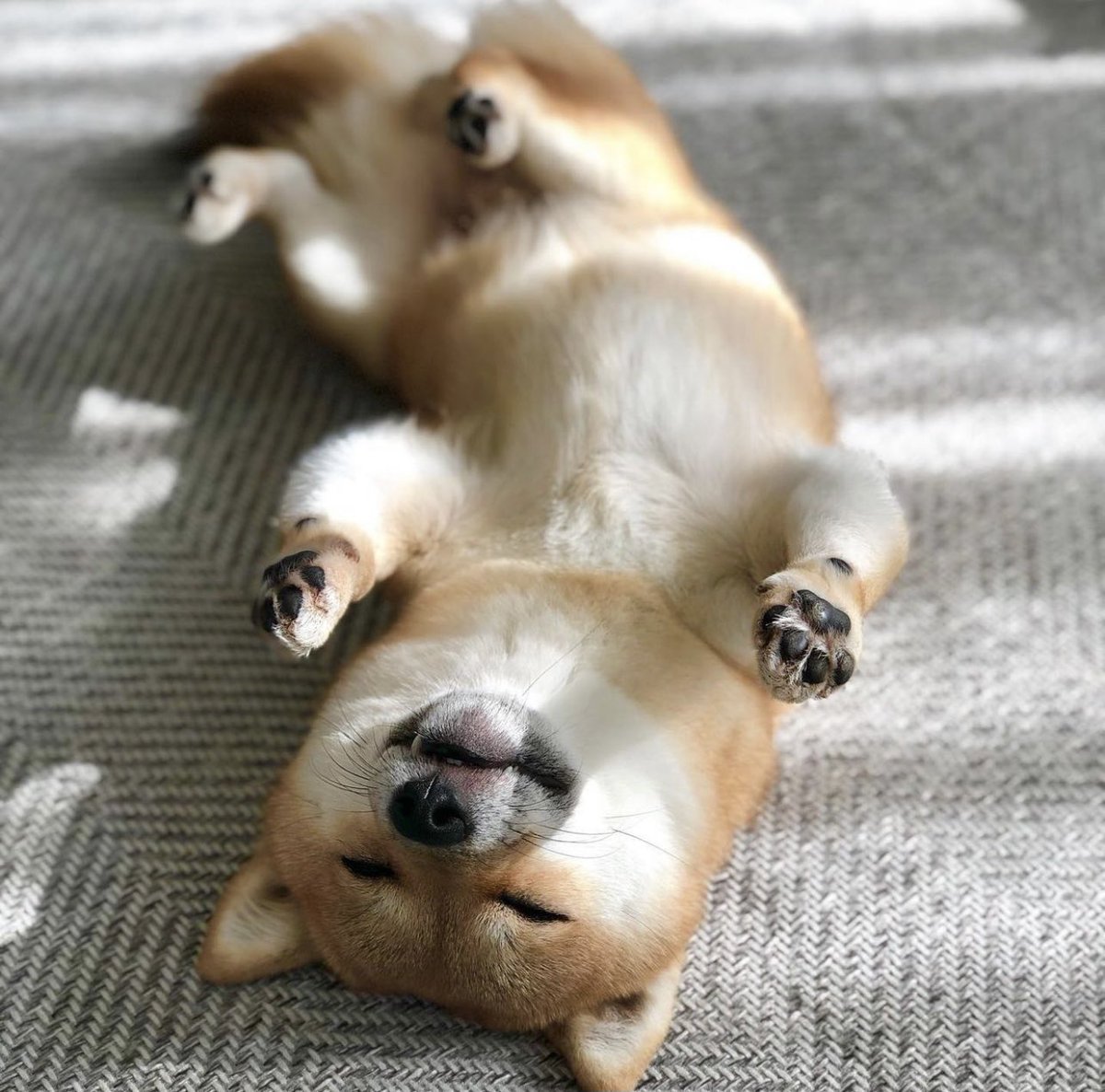 dog_rates's tweet photo. This is Haru. She is just now waking from her food coma. It lasted all weekend. A few more minutes couldn’t hurt though. 13/10 https://t.co/bdCuEIOHom