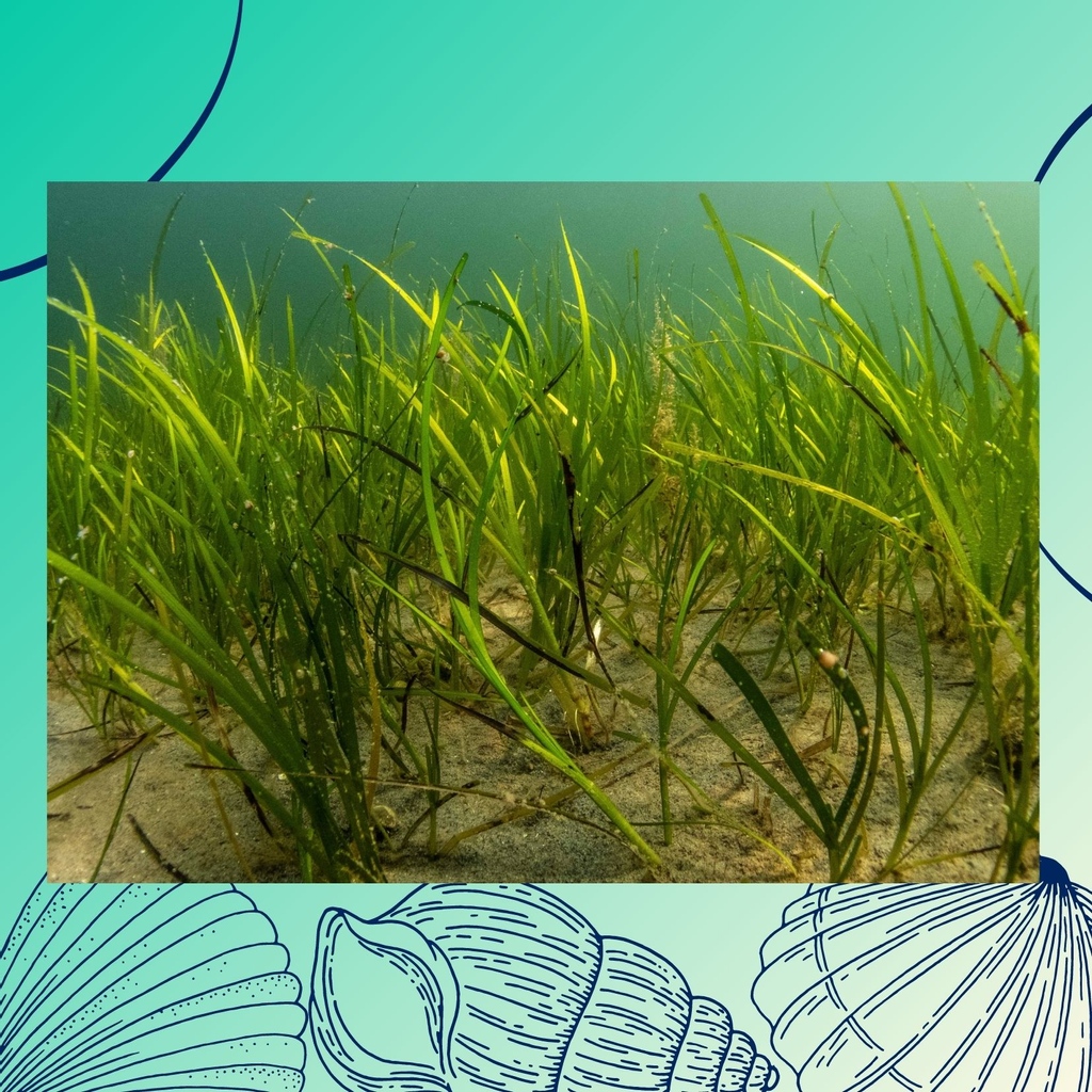 Seagrass, it's a plant not an algae and can be found (almost) worldwide! RJ @rjlilley describes it as an accessible ecosystem, they are found in shallow, low wave energy, coastal regions. Start of your week by checking out seagrass.org.uk to learn all about seagrasses!