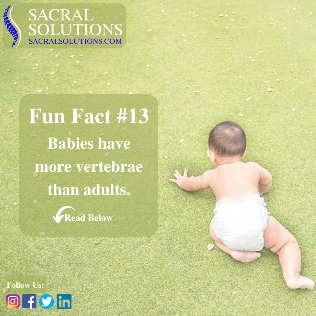 SpineAlignment's tweet photo. Fun Fact #13 Babies have more vertebrae than adults.
-
All humans are born with 33 vertebrae. But as you enter adulthood, you’ll end up with just 26. So where did all the extra bones go? 1/3 https://t.co/bbWMnpX6qW