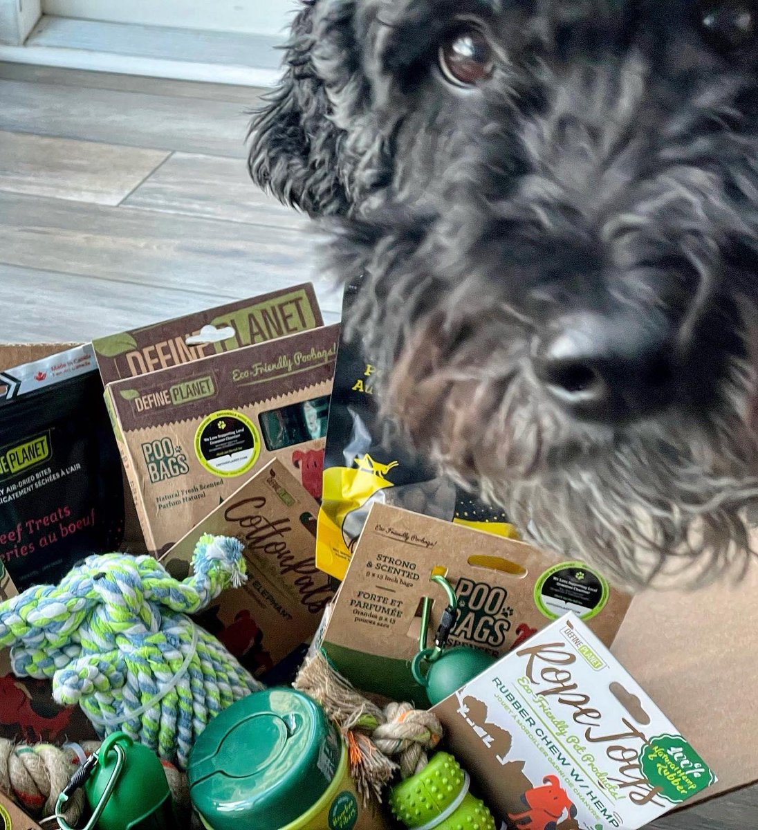 RoveenaMusic's tweet photo. Face you make when you get a special goodie box from @define_planet - check them out & show them some love! 💚🐾
#defineplanet #dogsoftwitter https://t.co/Rfr4buBKwB
