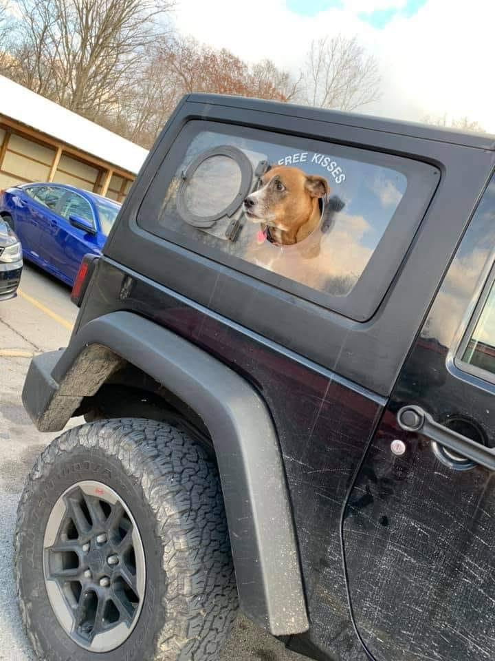 Protect_Wldlife's tweet photo. RT if you think the 'Free Kisses' Car Window is the way ahead for car manufacturers 🐶.

The #DogsOfTwitter 🐾. https://t.co/5k5lUIKweD