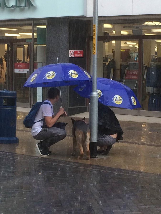 guardiacivil's tweet photo. No dejes a tu peludo en la calle mientras te tomas algo en el bar🙏 

Que tengan más pelo no quiere decir que no puedan tener frío o se mojen
#sentidocomún https://t.co/xszEFCB0LZ
