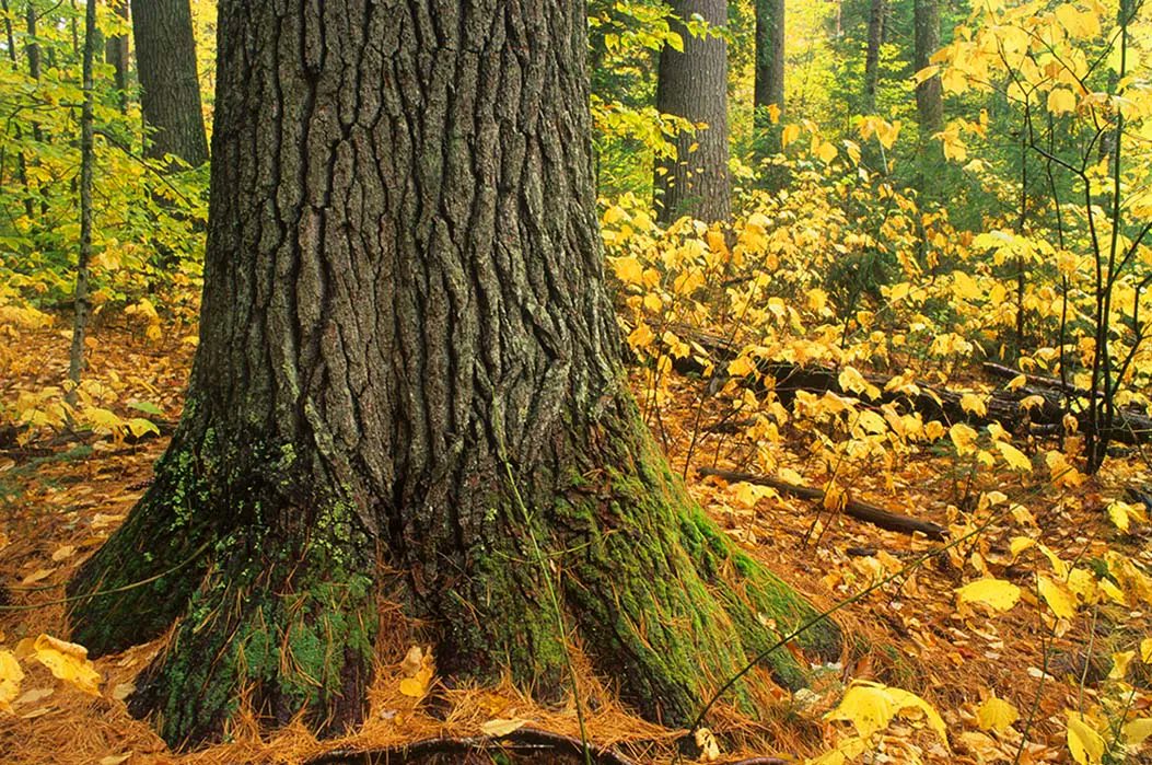 4wildplaces's tweet photo. Read this article about Writing the Land from Maine Public News Service! @dcrewspoetry @RachelleMParker #writingtheland #poetry #maine
https://t.co/RDFX1dzlXN 📷 George Wuerthner https://t.co/bZv1zZAzMr