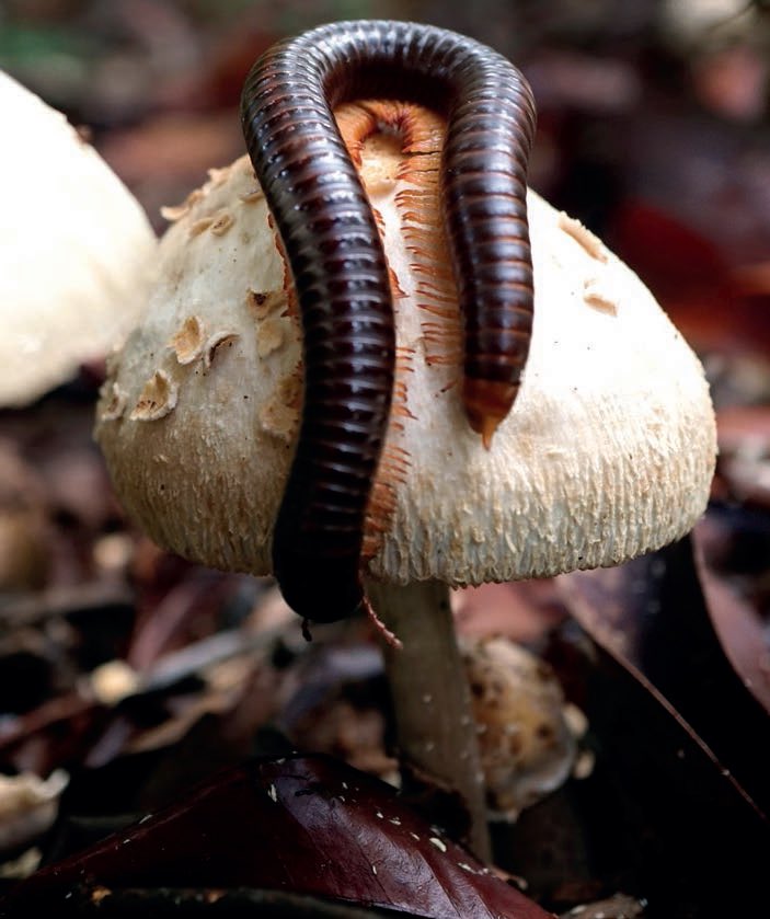 theGSBI's tweet photo. 5th December is #WorldSoilDay

A gentle reminder: soil is alive🍄🪱🤎

(to know more join the global soil biodiversity initiative: https://t.co/MPM1cbZiXr) https://t.co/lZQKLONsCv
