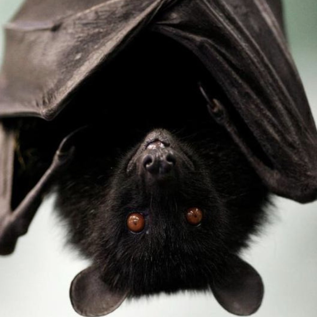 Bat Conservation International on Twitter: 