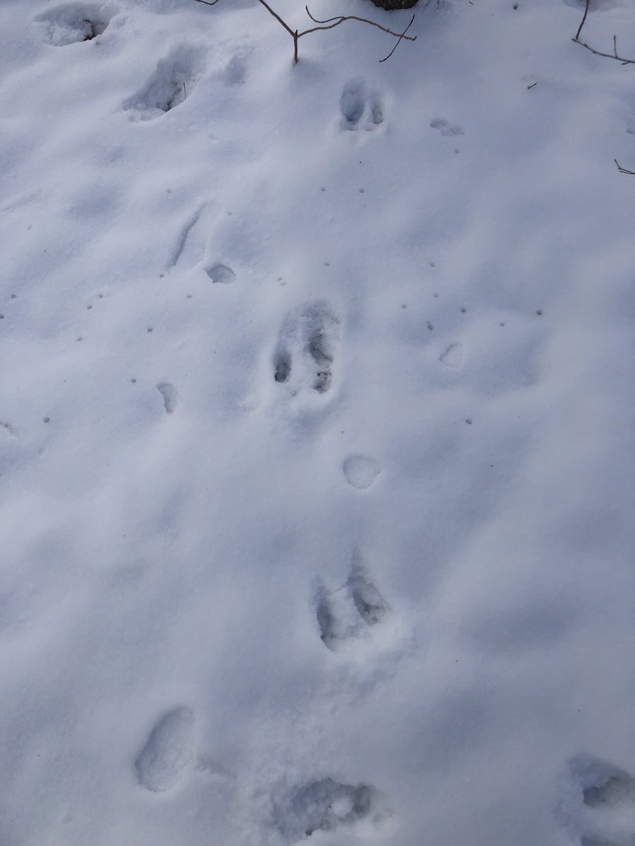 KForestLearning's tweet photo. Our forest is a winter wonderful! So much excitement for animals tracks, snow angles and snow ball making! With @newsfromK124 https://t.co/nPMFJ8gTs2