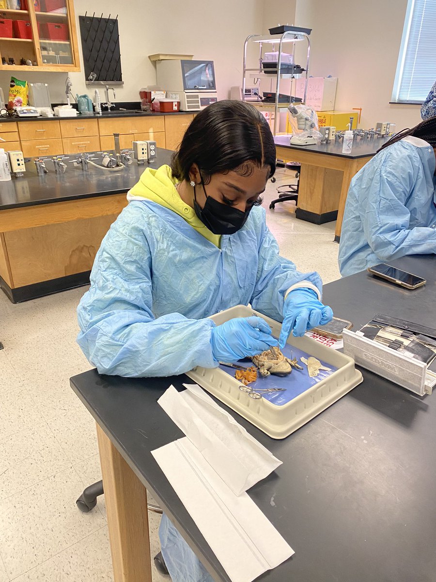 WssuBiology's tweet photo. @WSSUBiology students dissecting frogs and snakes pushing the boundaries of learning complex organ systems. #STEM #UnleashTheGenius #WSSU #CURinaction https://t.co/tKlOArQvuG