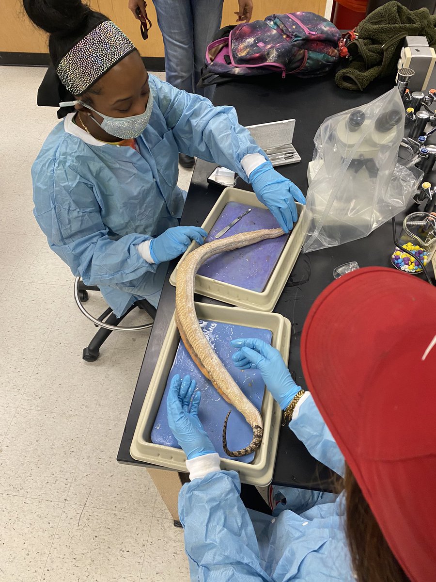 WssuBiology's tweet photo. @WSSUBiology students dissecting frogs and snakes pushing the boundaries of learning complex organ systems. #STEM #UnleashTheGenius #WSSU #CURinaction https://t.co/tKlOArQvuG