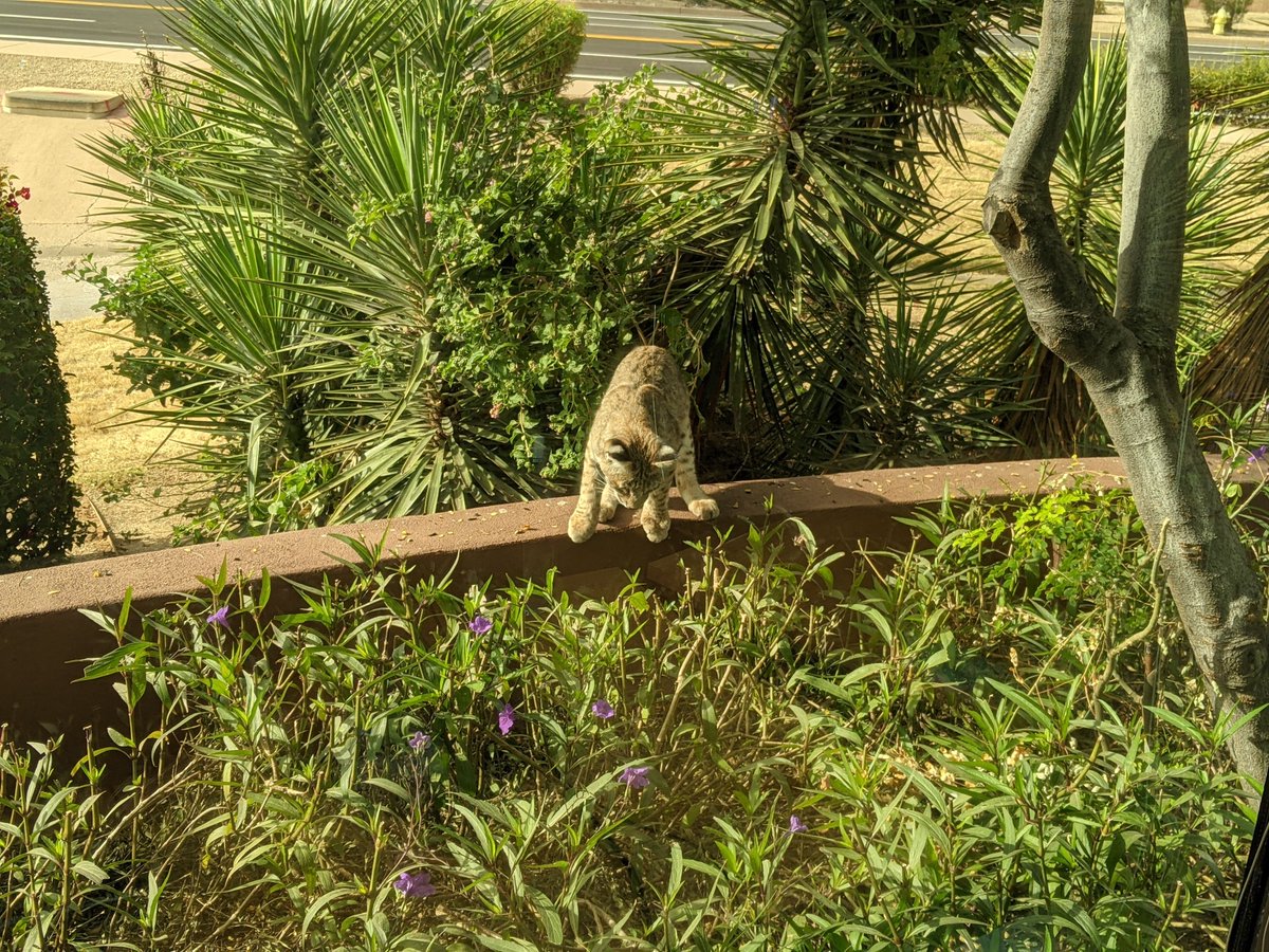 aptus_ai's tweet photo. This little cutie decided to stop by our office recently 😄

#bobcat #arizonawildlife #scottsdale https://t.co/iIRH4QUyLb