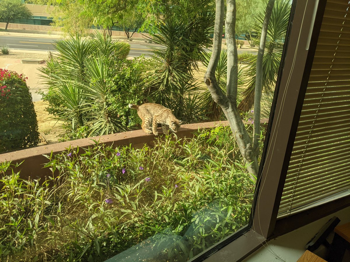 aptus_ai's tweet photo. This little cutie decided to stop by our office recently 😄

#bobcat #arizonawildlife #scottsdale https://t.co/iIRH4QUyLb